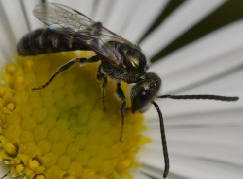 Réf. 270 271 : Lasioglossum sp.
